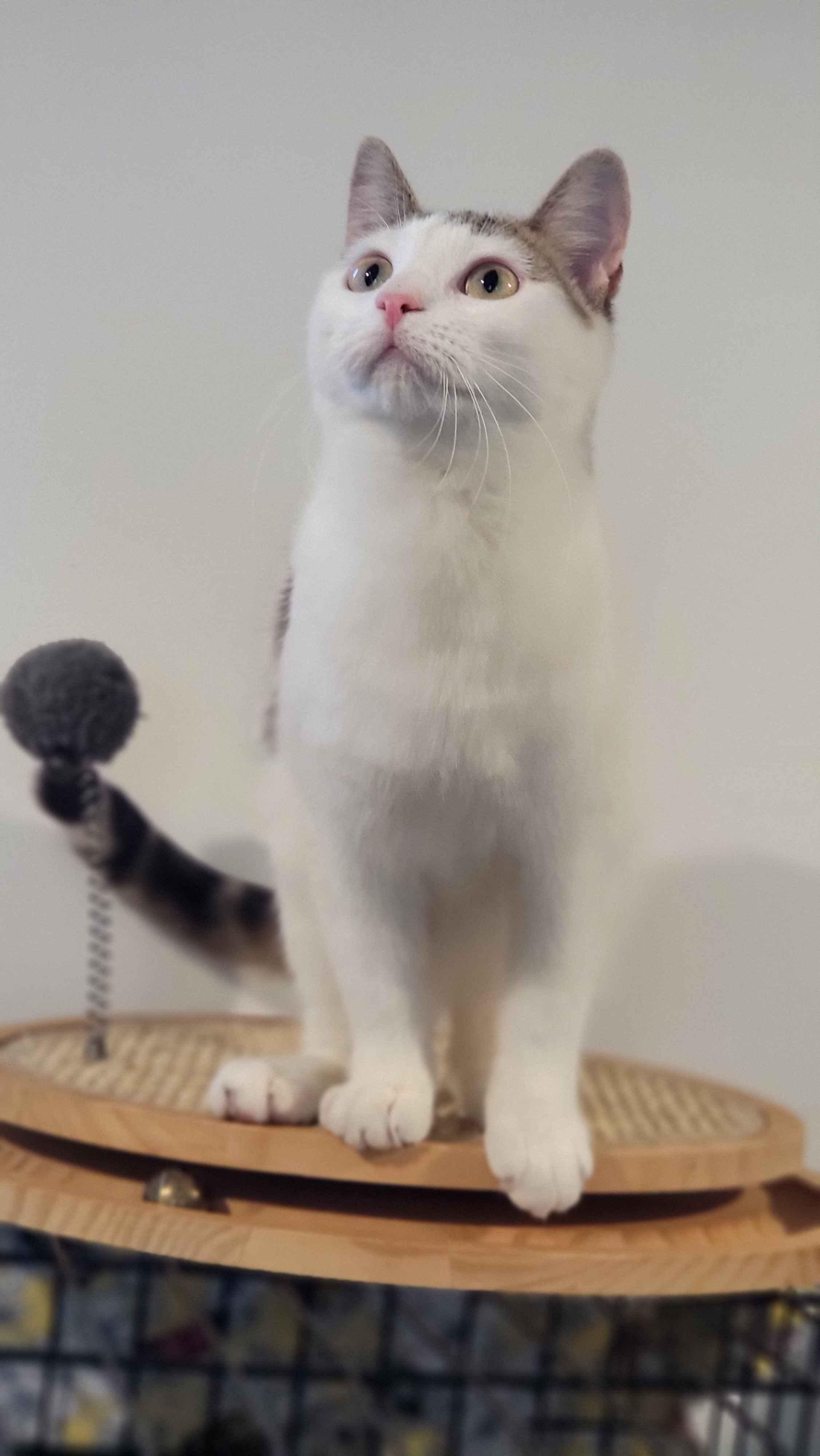 Enlarge Kitana, a Adoptable Domestic Short Hair in Florham Park, NJ image 2/6