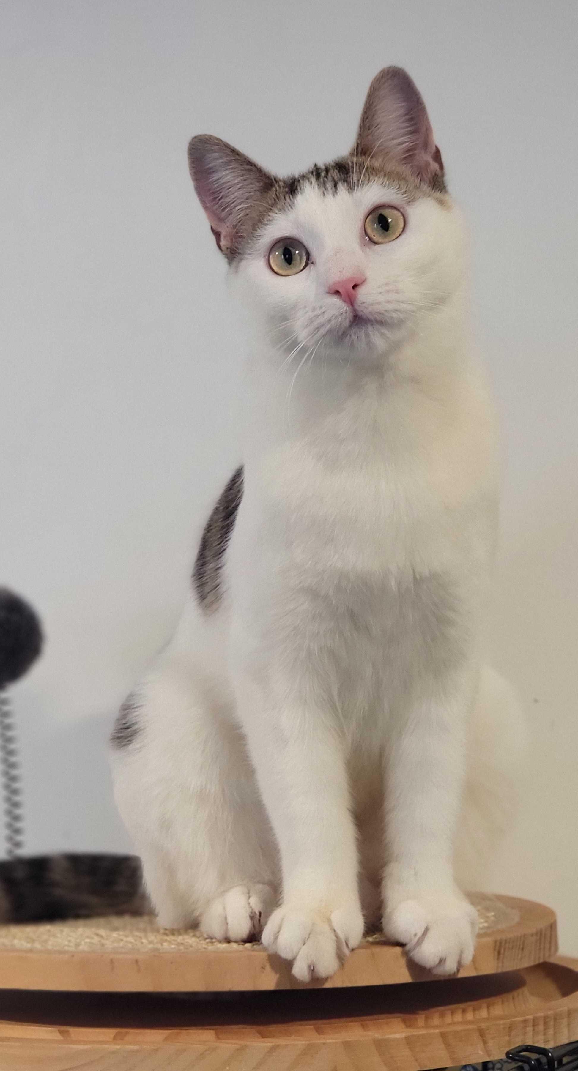 Enlarge Kitana, a Adoptable Domestic Short Hair in Florham Park, NJ image 1/6