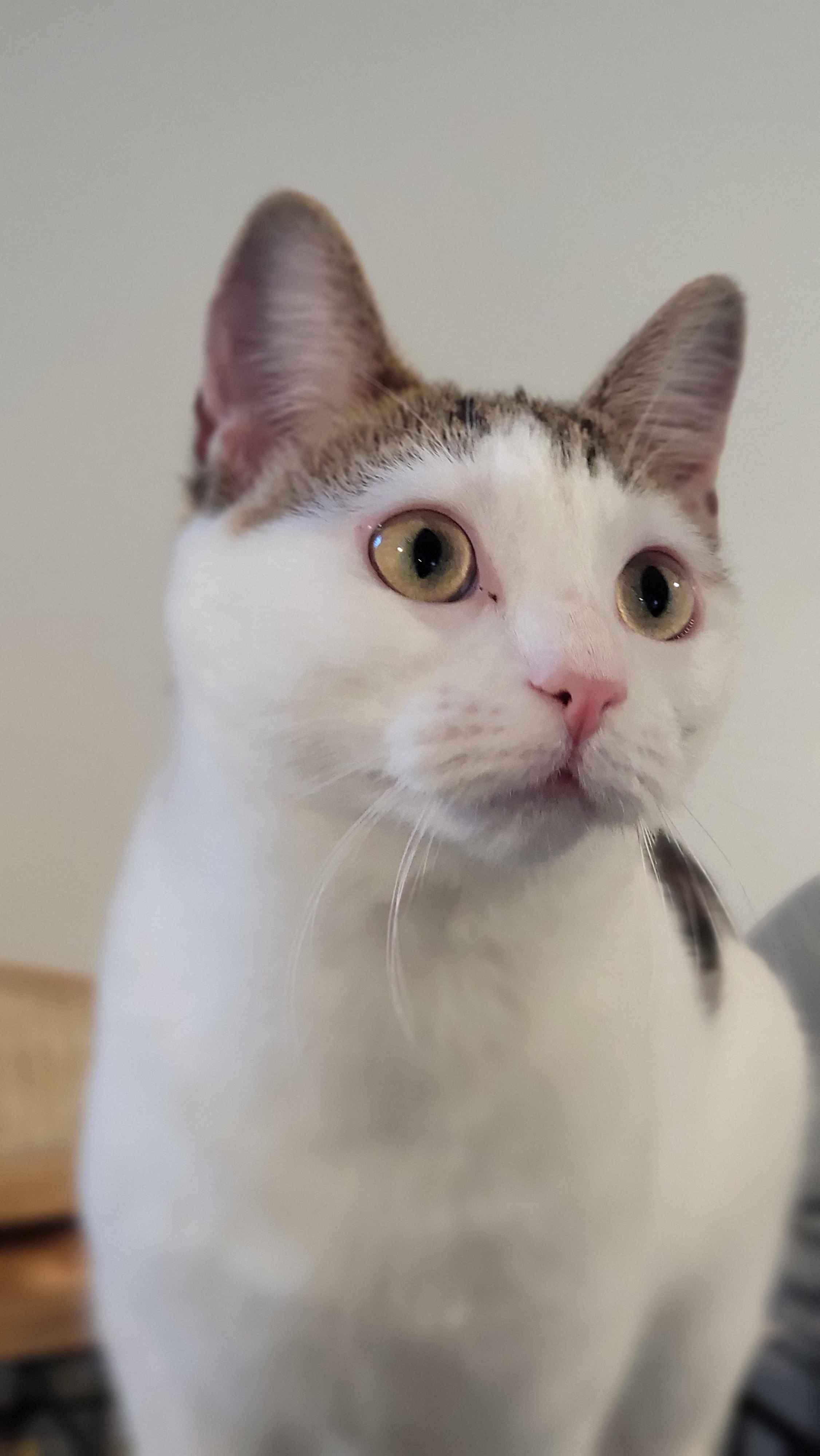 Enlarge Kitana, a Adoptable Domestic Short Hair in Florham Park, NJ image 4/6