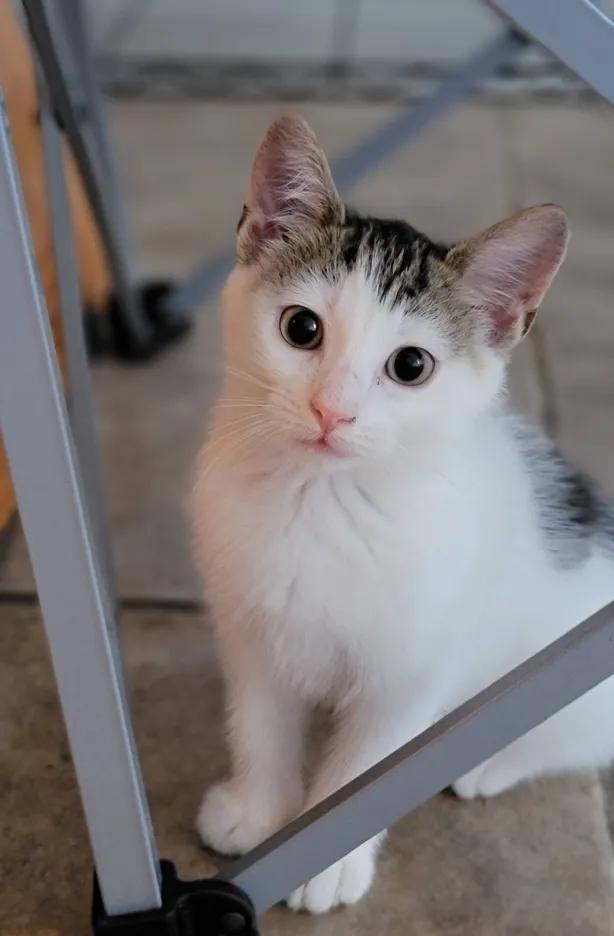 Kitana, a Adoptable Domestic Short Hair in Florham Park, NJ image 1/2