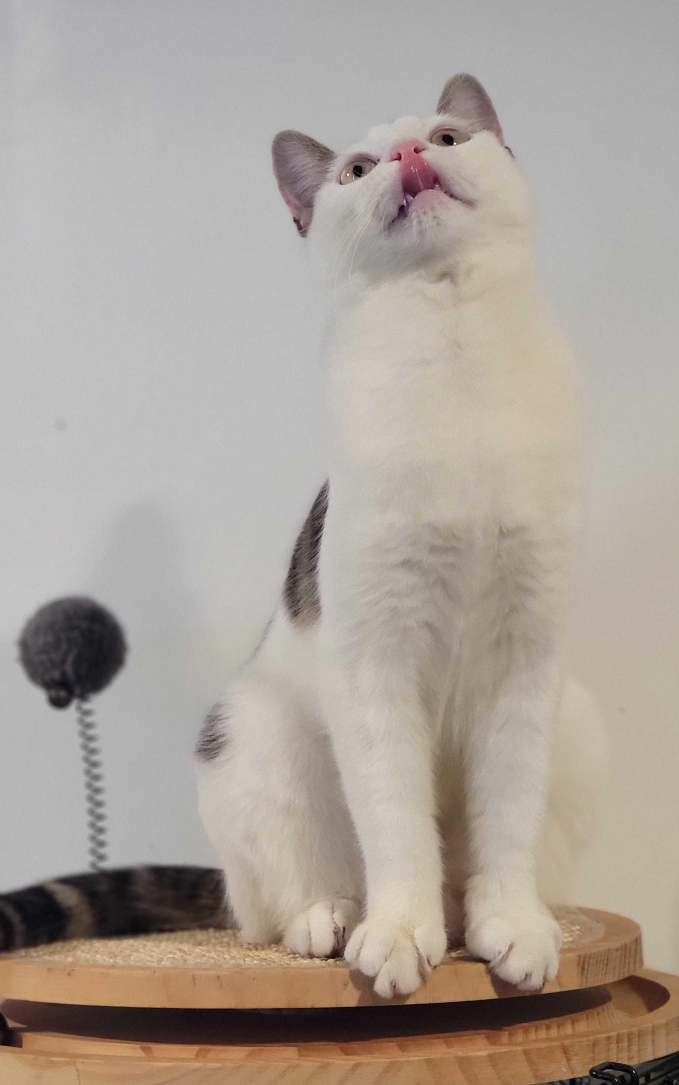 Enlarge Kitana, a Adoptable Domestic Short Hair in Florham Park, NJ image 3/6