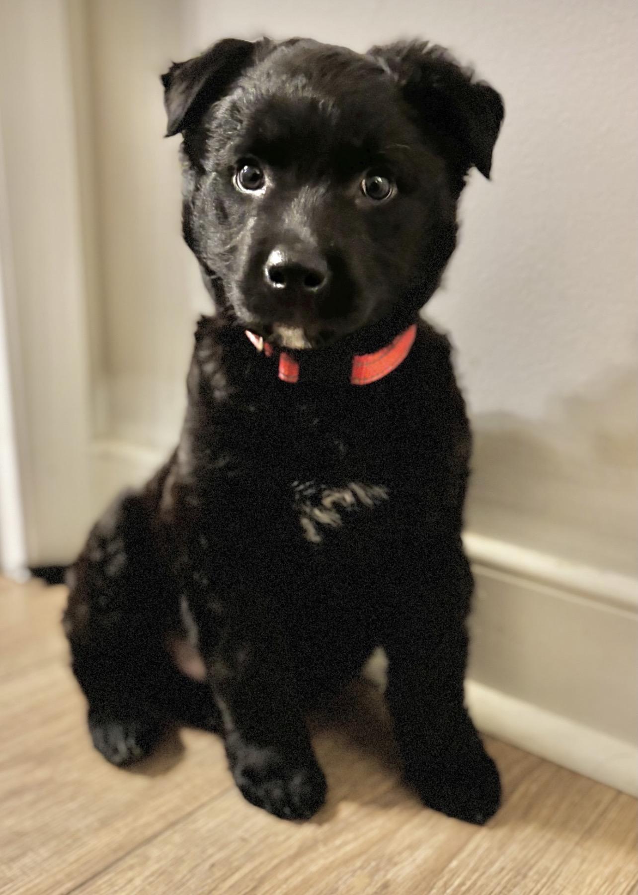 Sir Duke, a Adoptable mixed breed in Richmond, VA image 6/6