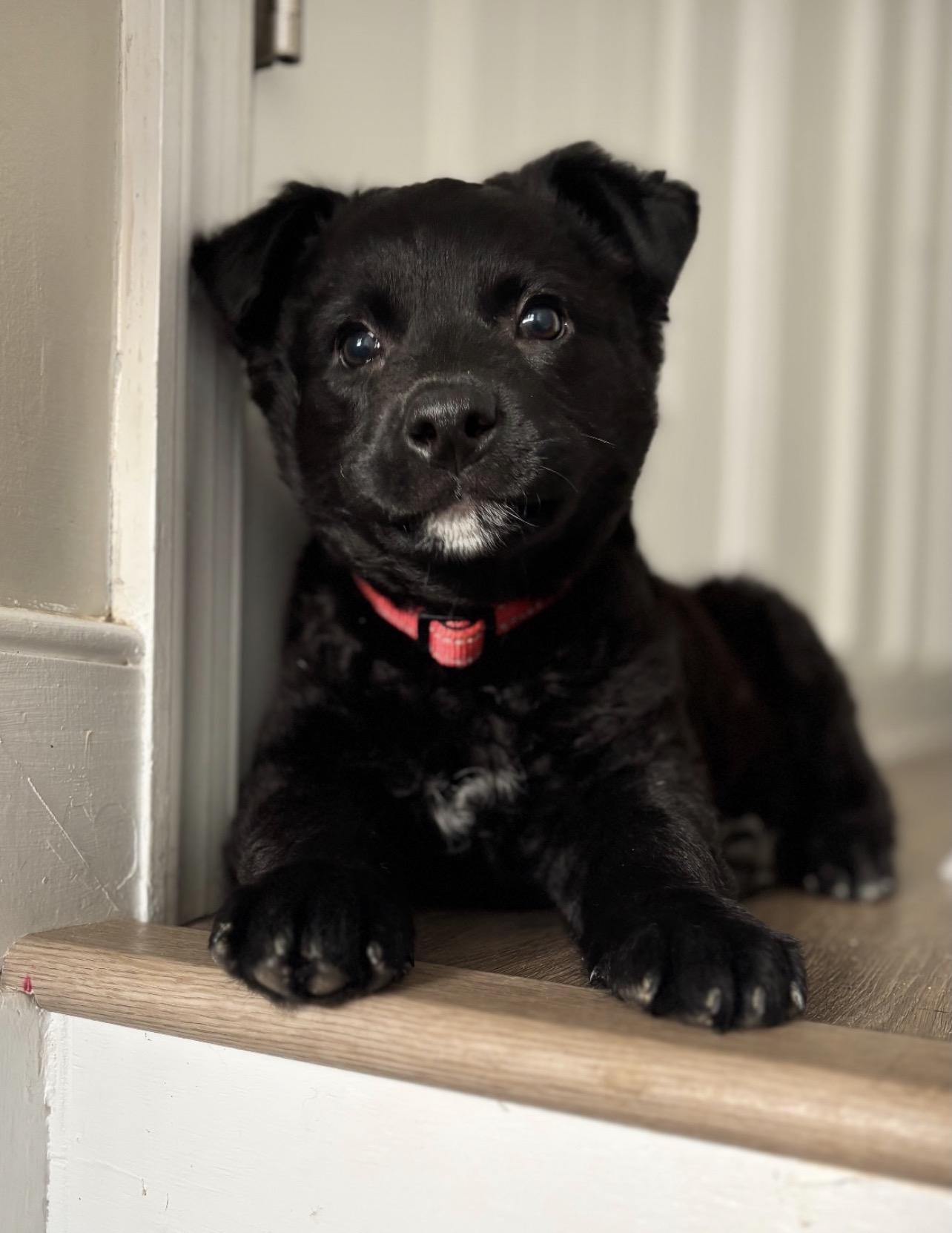 Sir Duke, a Adoptable mixed breed in Richmond, VA image 5/6