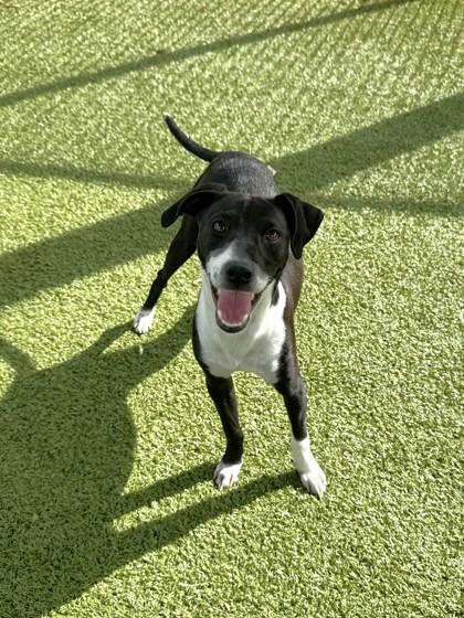 Rupert, a Adoptable mixed breed in Daphne, AL image 1/3