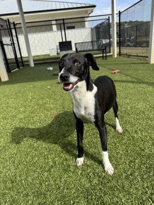 Rupert, a Adoptable mixed breed in Daphne, AL image 2/3