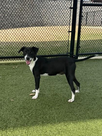 Rupert, a Adoptable mixed breed in Daphne, AL image 3/3