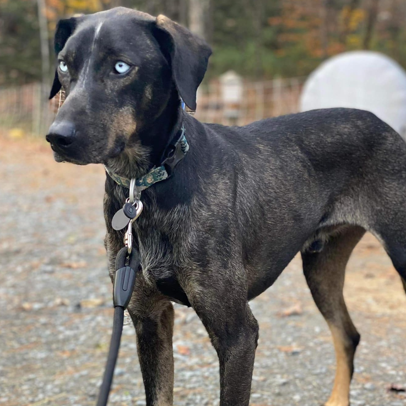 Enlarge Percy, a Adoptable mixed breed in Wilder, VT image 2/6