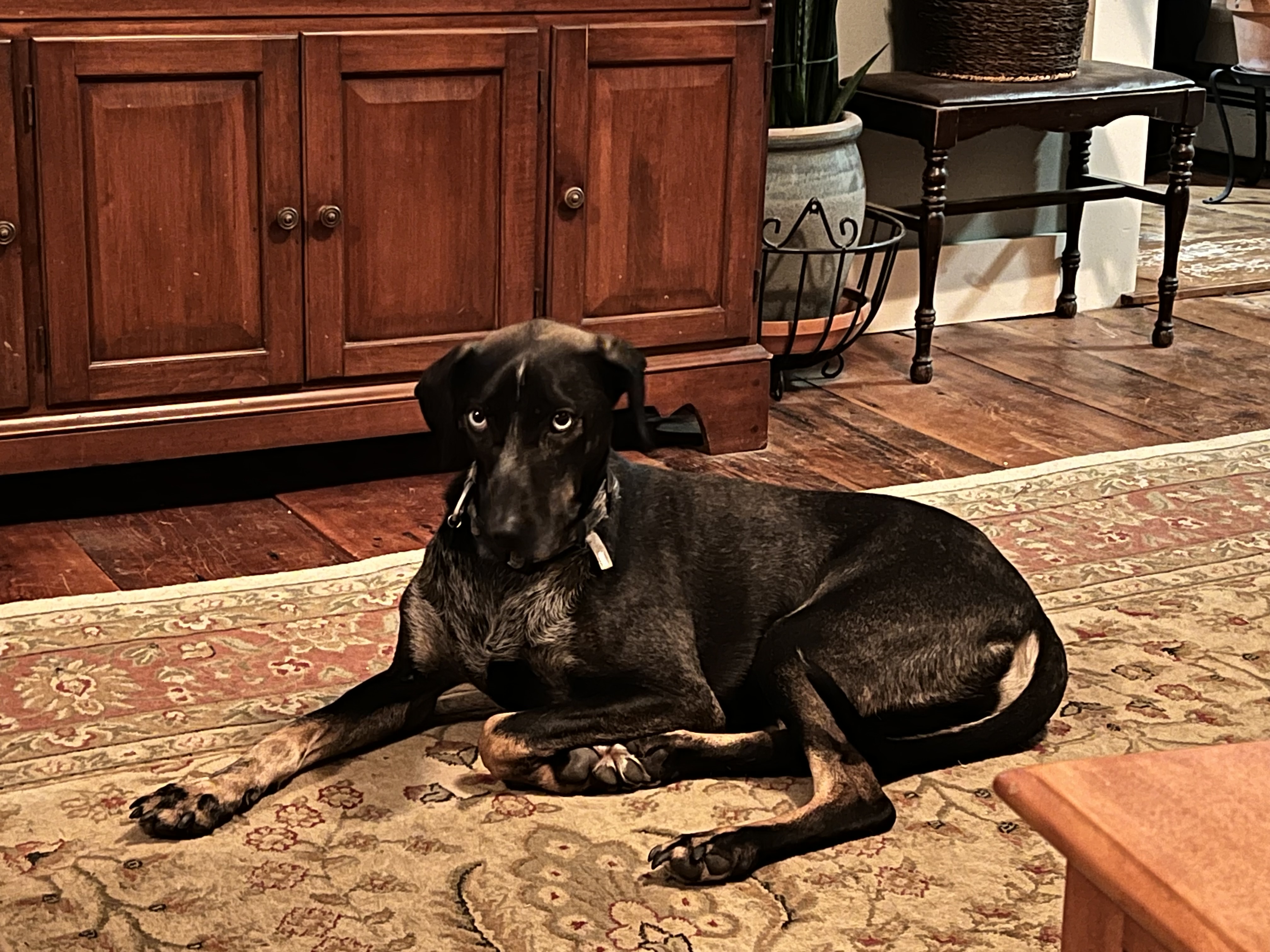 Enlarge Percy, a Adoptable mixed breed in Wilder, VT image 3/6