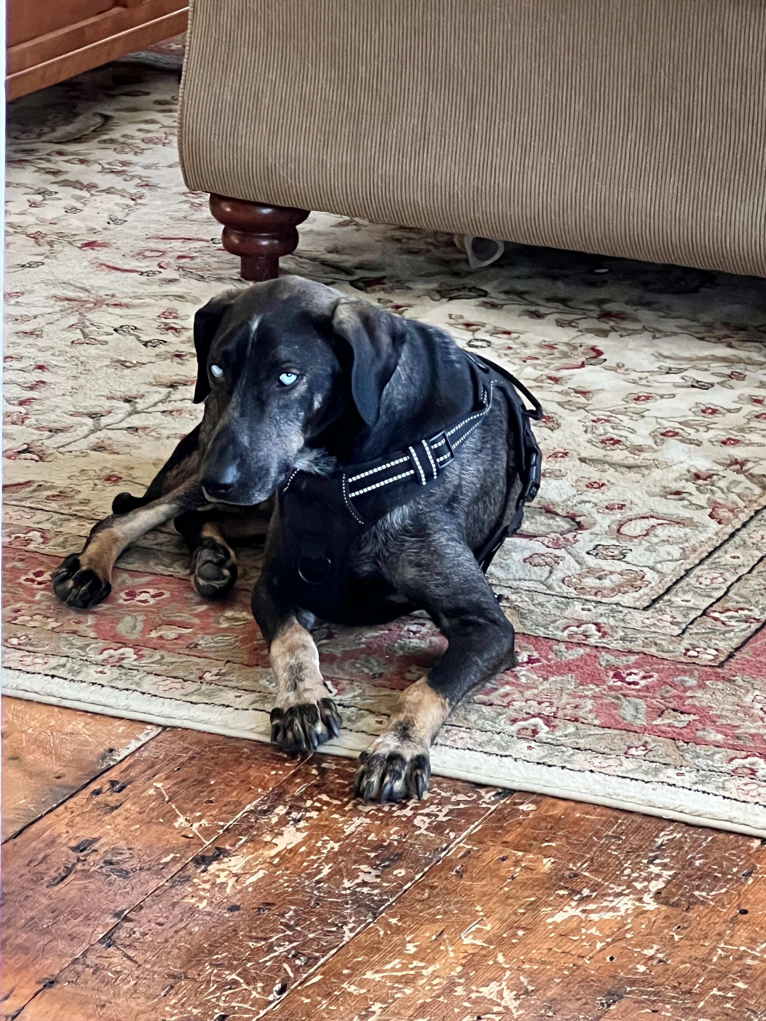 Enlarge Percy, a Adoptable mixed breed in Wilder, VT image 4/6