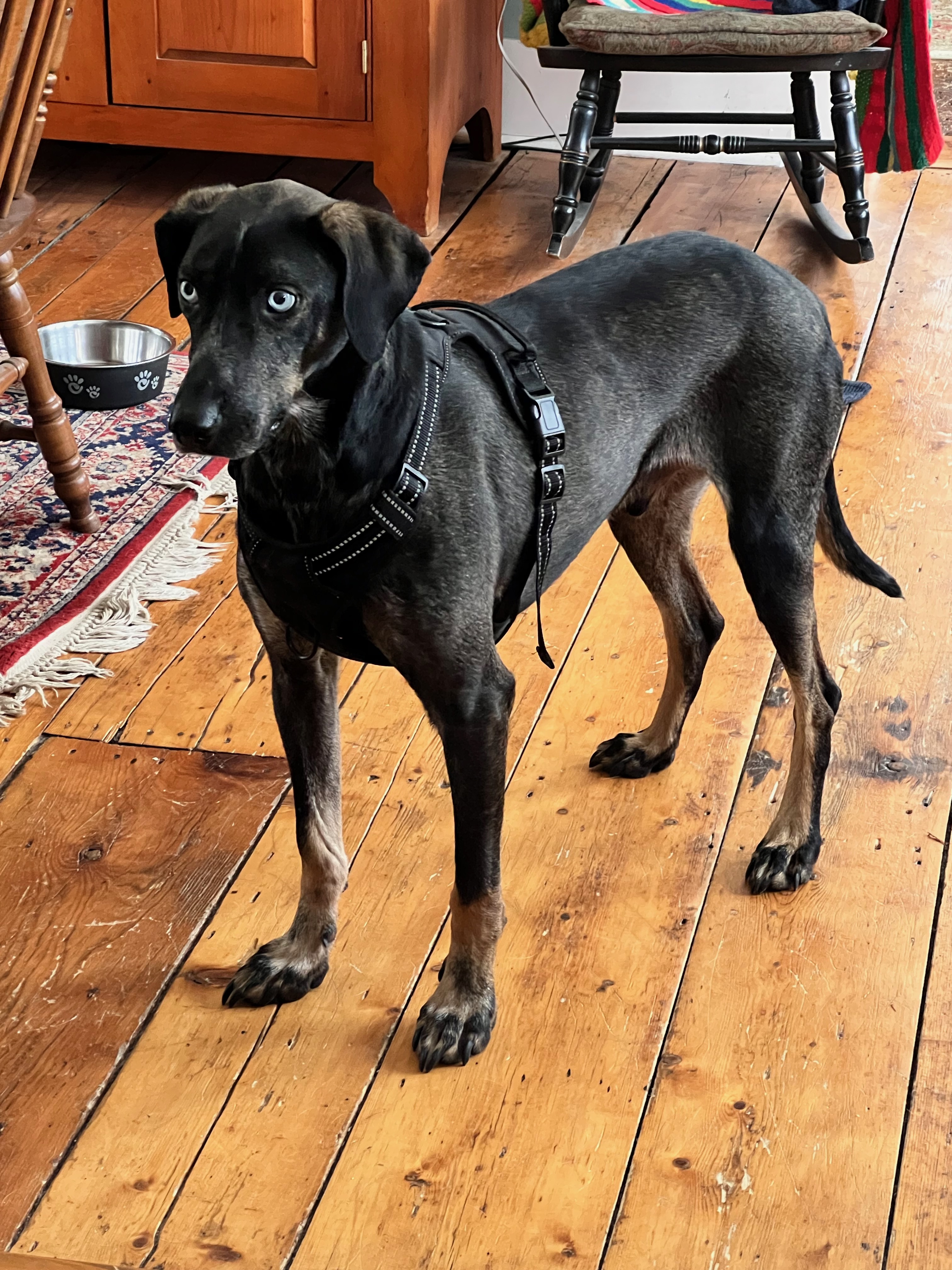 Enlarge Percy, a Adoptable mixed breed in Wilder, VT image 5/6