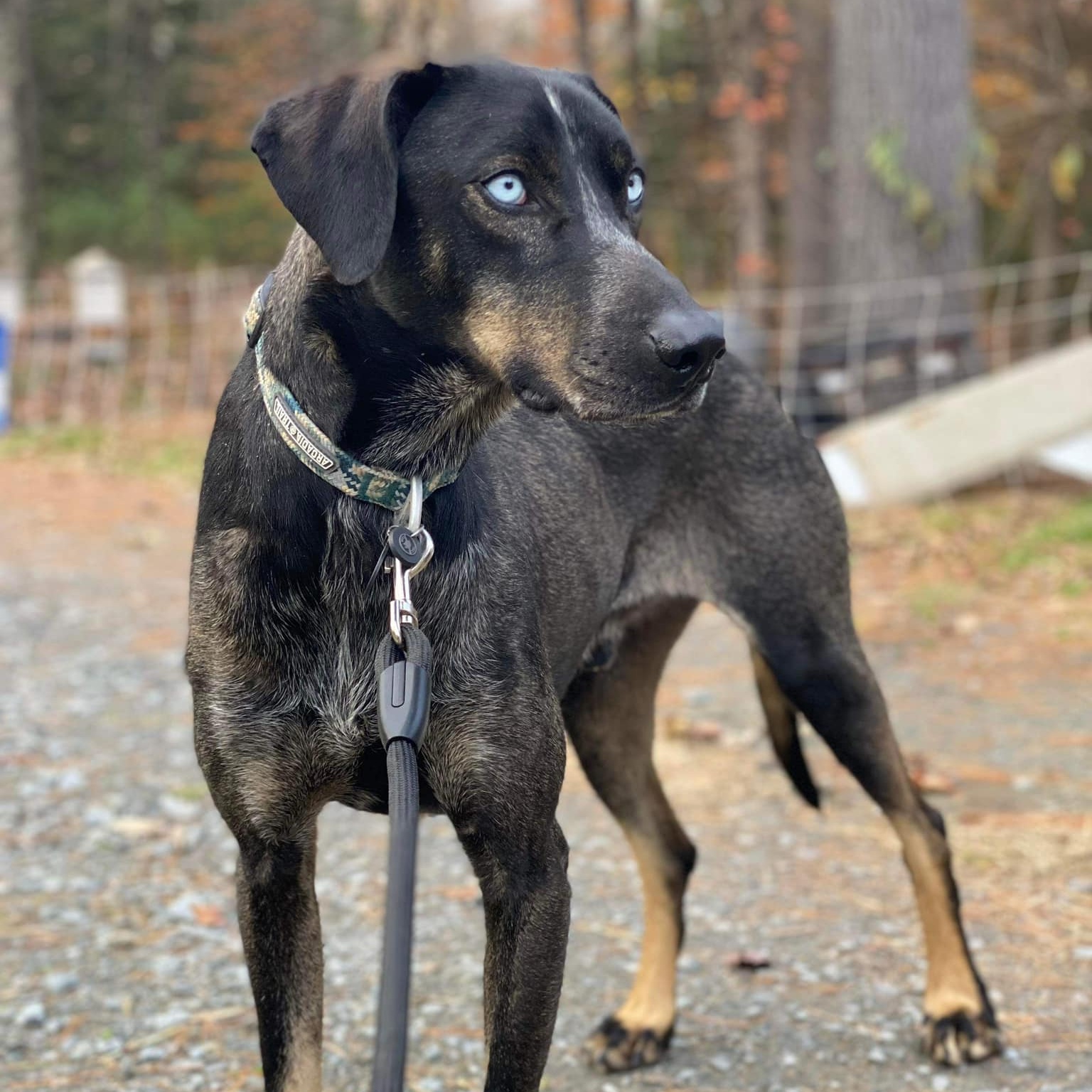 Enlarge Percy, a Adoptable mixed breed in Wilder, VT image 1/6