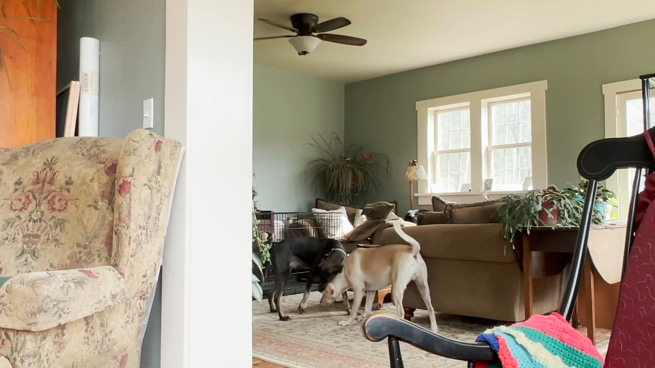 Enlarge Percy, a Adoptable mixed breed in Wilder, VT video 6/6