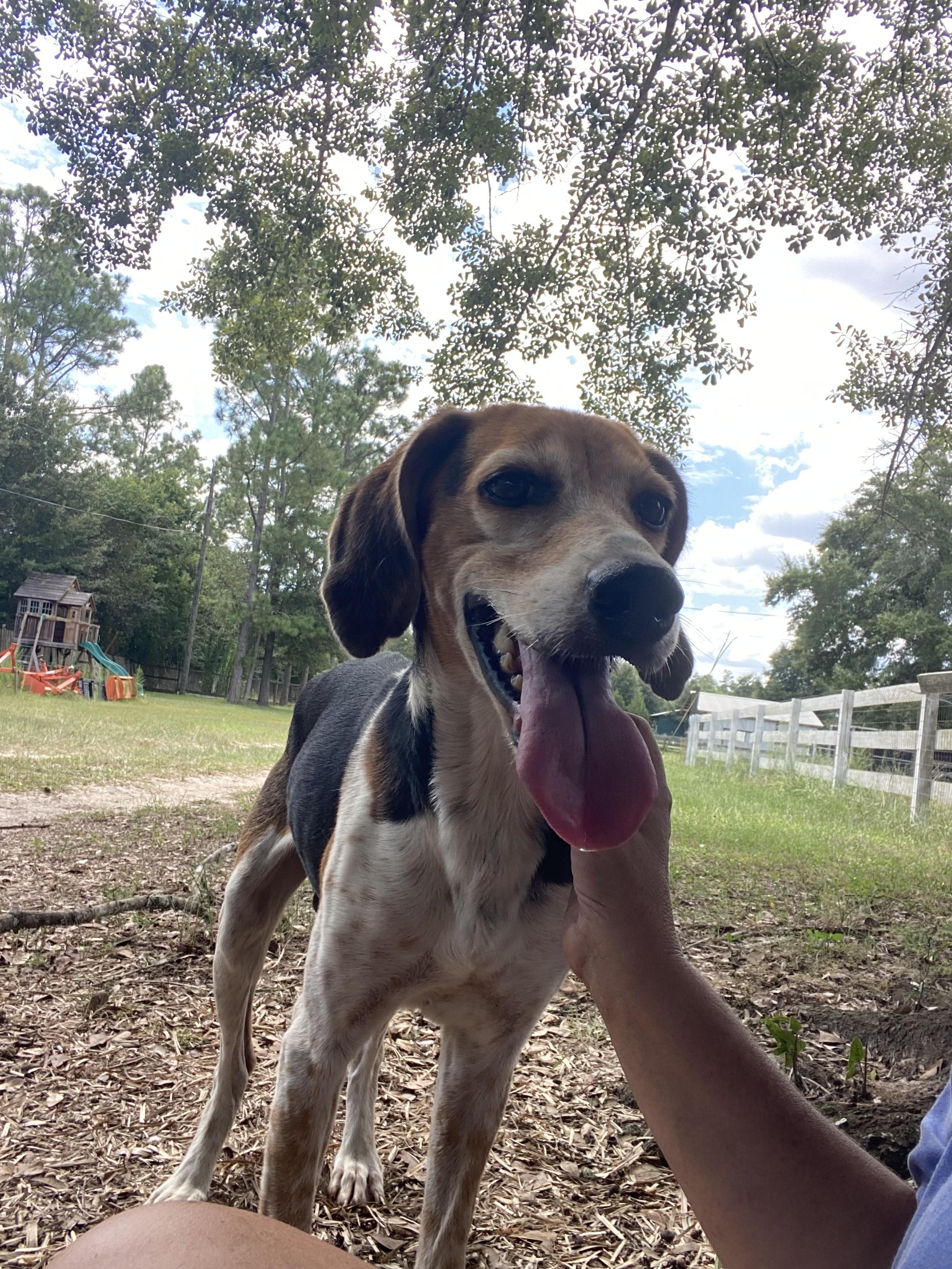 Chipper, Adoptable, Adult Male Treeing Walker Coonhound.