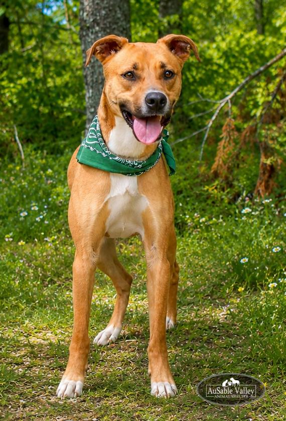 Rafikki, a ADOPTABLE Mixed Breed in Grayling, MI image 4/6