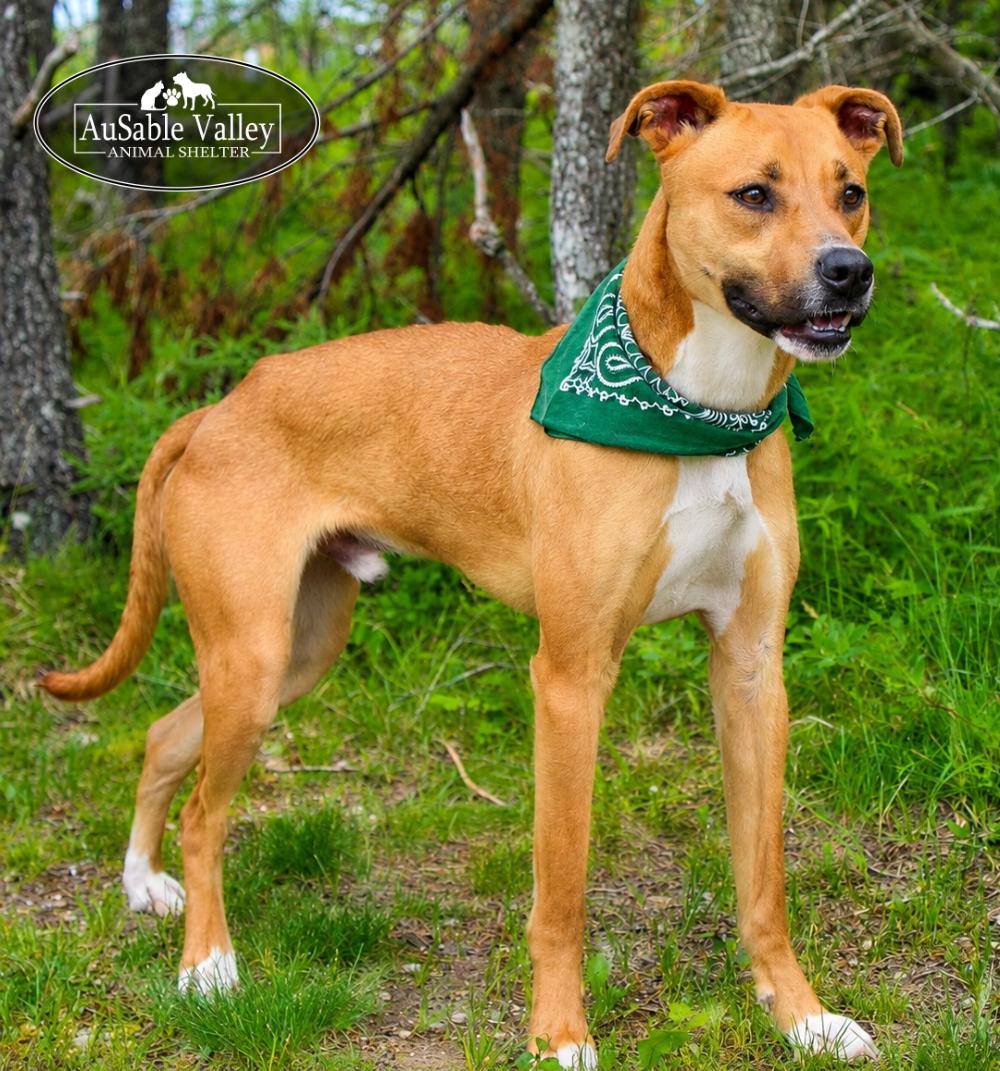 Rafikki, a ADOPTABLE Mixed Breed in Grayling, MI image 1/6