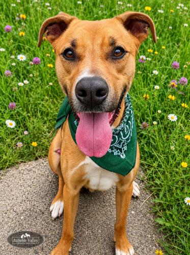 Rafikki, a ADOPTABLE Mixed Breed in Grayling, MI image 3/6