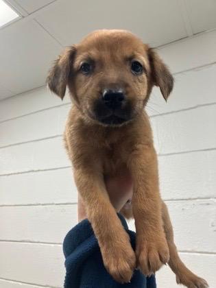 Enlarge Hillshire, a ADOPTABLE mixed breed in Copiague, NY image 1/1