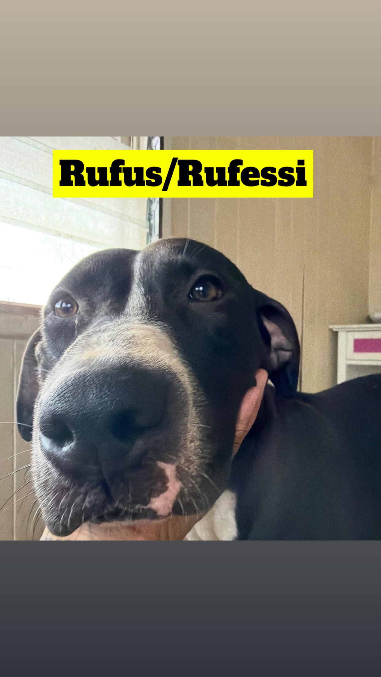 Enlarge COCO, RUFUS, SNOOPY, ROSCOE, JULIE, NAVA, & MIGHTY, a Adoptable Pit Bull Terrier in Kaneohe, HI image 5/6