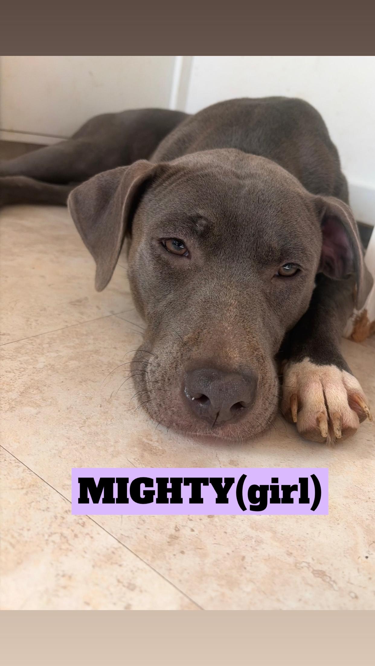 Enlarge COCO, RUFUS, SNOOPY, ROSCOE, JULIE, NAVA, & MIGHTY, a Adoptable Pit Bull Terrier in Kaneohe, HI image 3/6