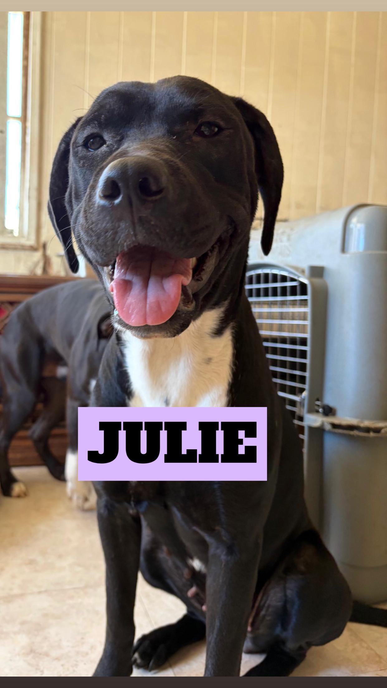 Enlarge COCO, RUFUS, SNOOPY, ROSCOE, JULIE, NAVA, & MIGHTY, a Adoptable Pit Bull Terrier in Kaneohe, HI image 2/6