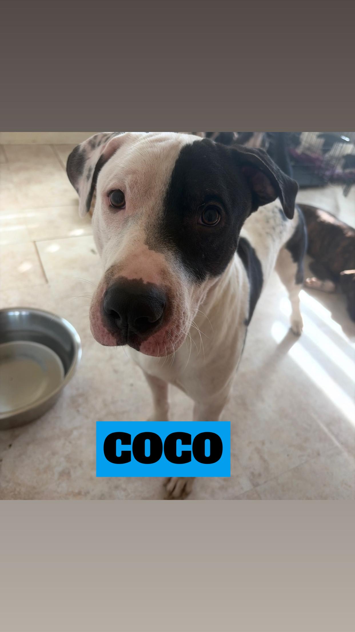 Enlarge COCO, RUFUS, SNOOPY, ROSCOE, JULIE, NAVA, & MIGHTY, a Adoptable Pit Bull Terrier in Kaneohe, HI image 4/6