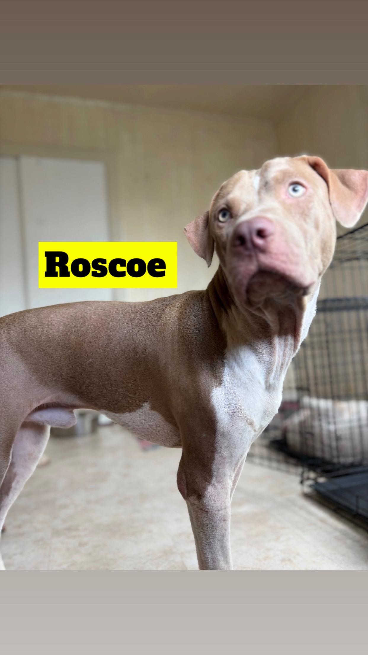 COCO, RUFUS, SNOOPY, ROSCOE, JULIE, NAVA, & MIGHTY, Adoptable, Young Male Pit Bull Terrier.