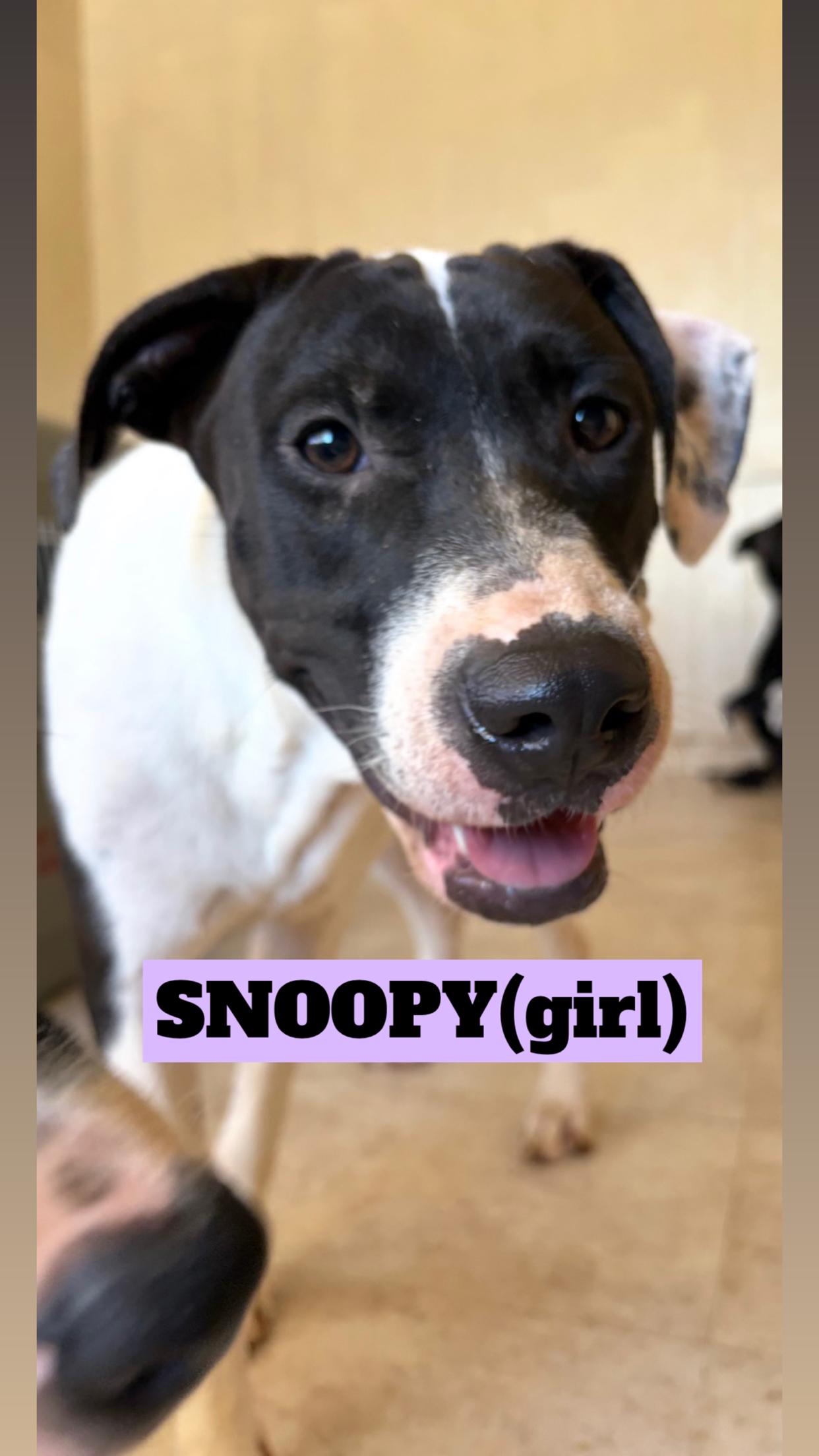 Enlarge COCO, RUFUS, SNOOPY, ROSCOE, JULIE, NAVA, & MIGHTY, a Adoptable Pit Bull Terrier in Kaneohe, HI image 6/6