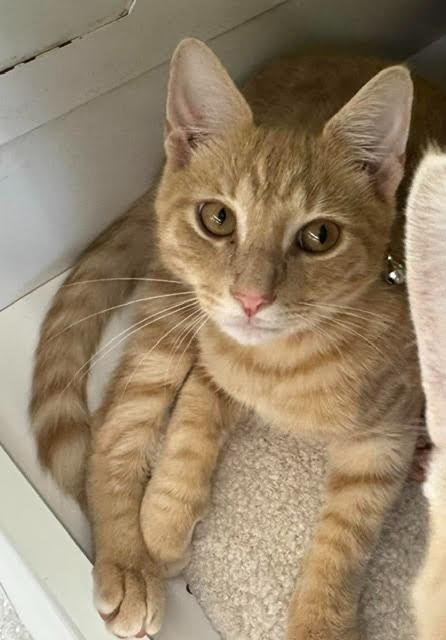 Enlarge Huey, a Adoptable mixed breed in Fort Myers, FL image 1/1