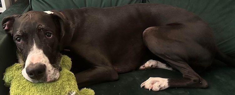 Enlarge Gretta, a ADOPTABLE Great Dane in Larkspur, CO image 1/2