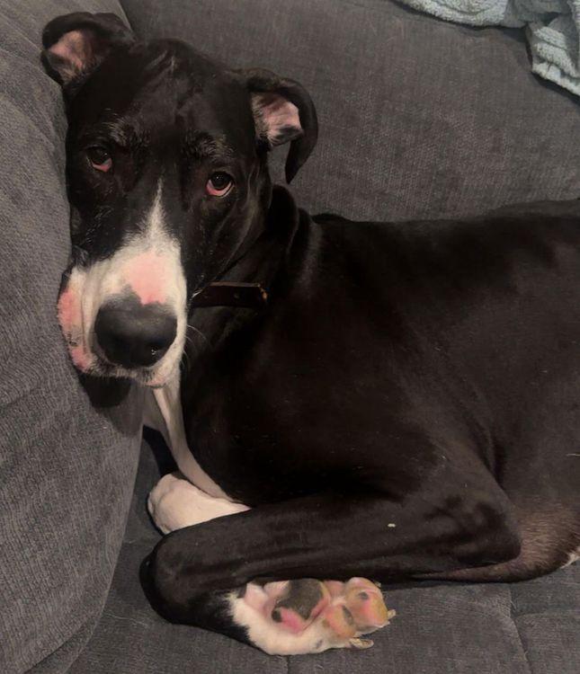 Enlarge Gretta, a ADOPTABLE Great Dane in Larkspur, CO image 2/2