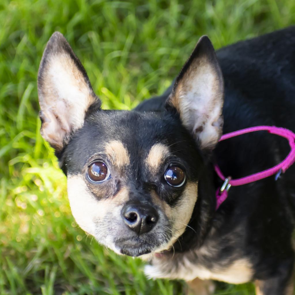 Jojo, Adoptable, Senior Male Chihuahua & Mixed Breed.