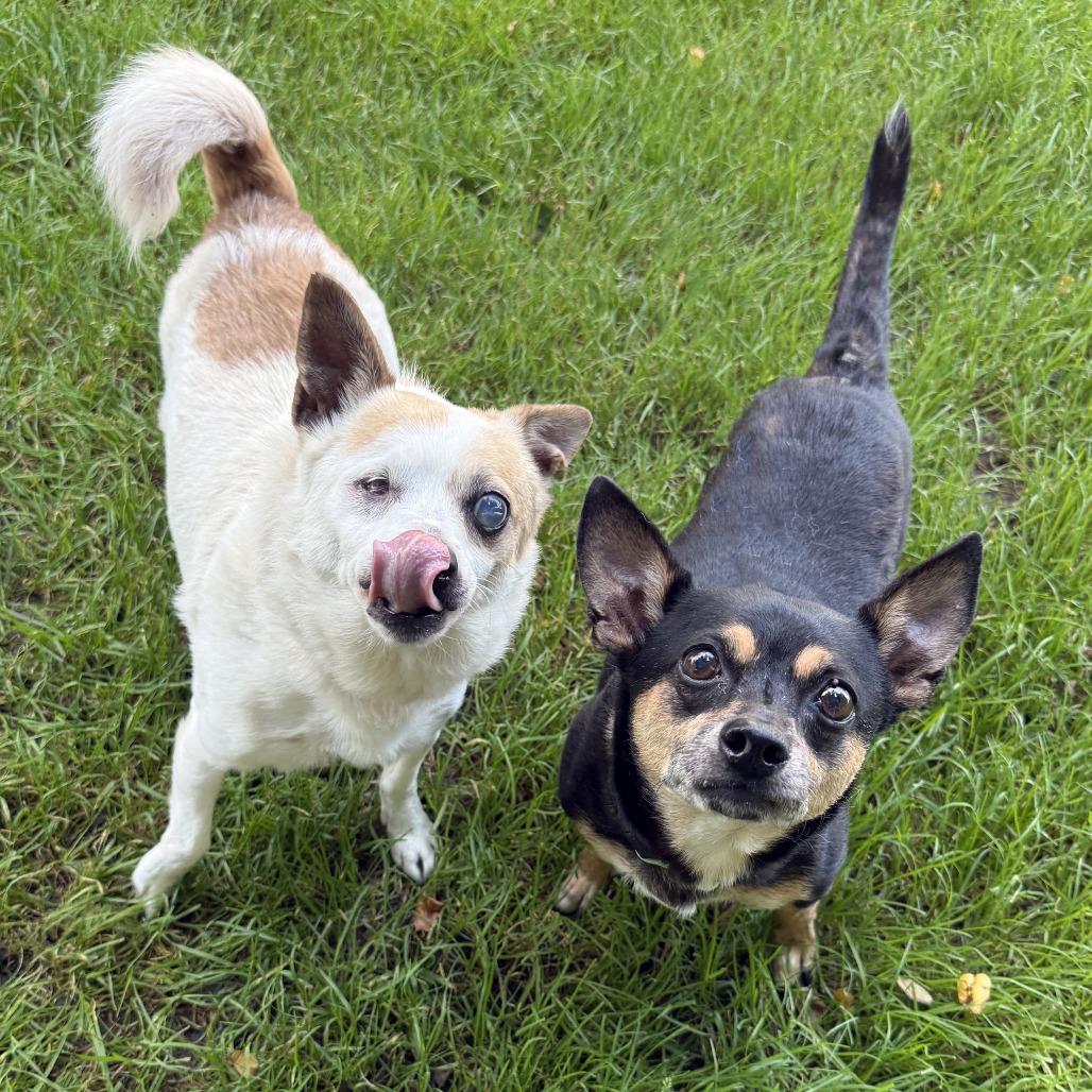 Jojo, a Adoptable mixed breed in Middletown, RI image 2/4