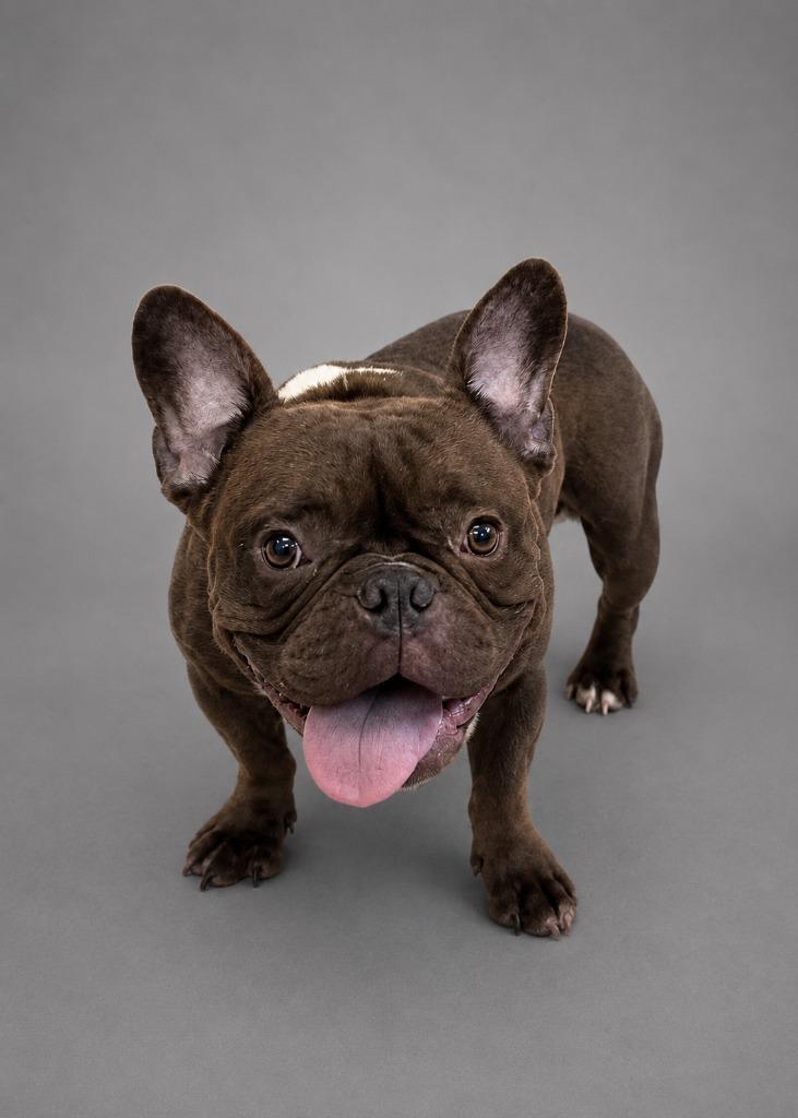 Raisinette, Adopted, Young Female French Bulldog.