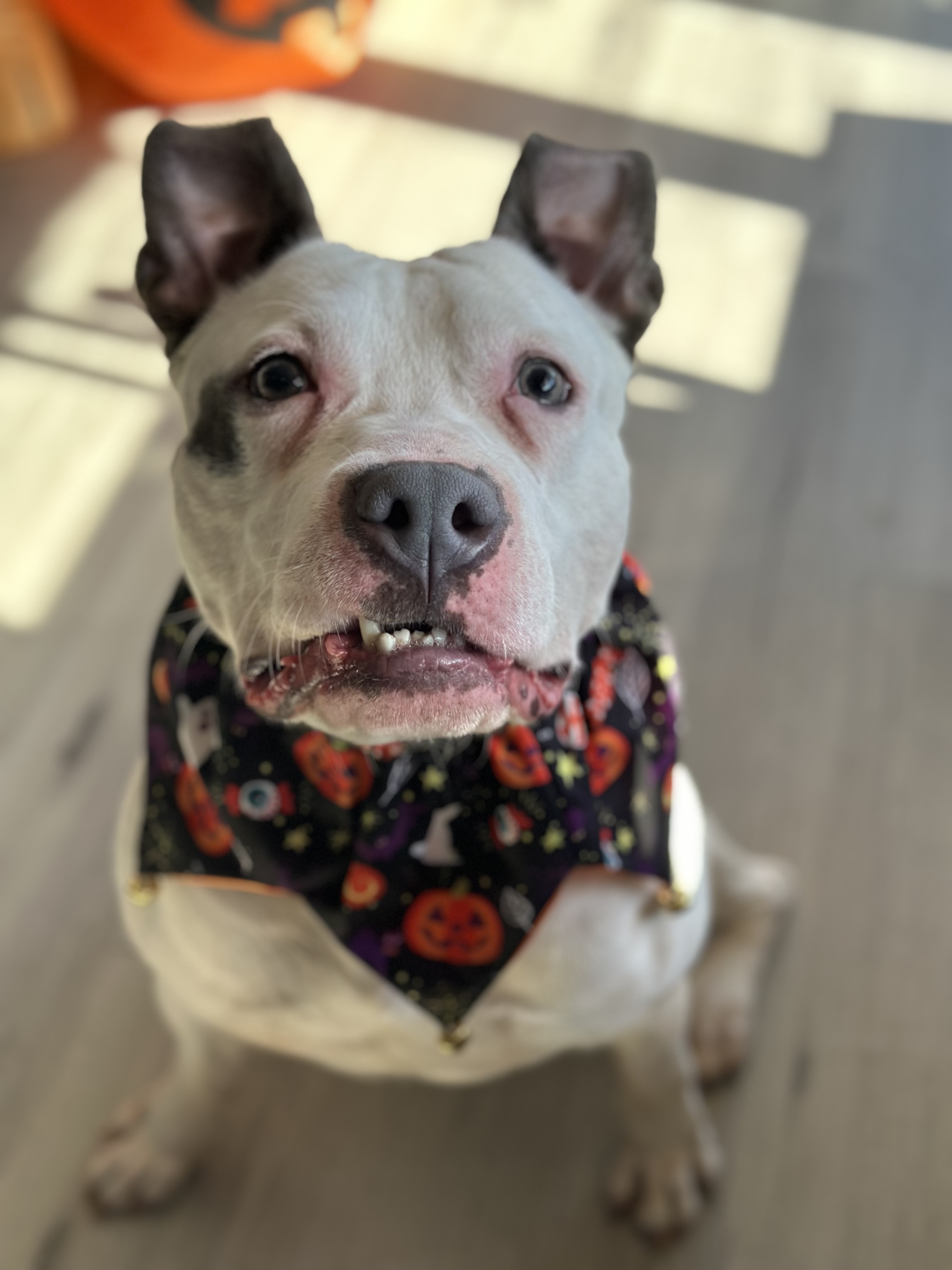 Snoopy, a Adoptable mixed breed in Palisades Park, NJ image 2/6