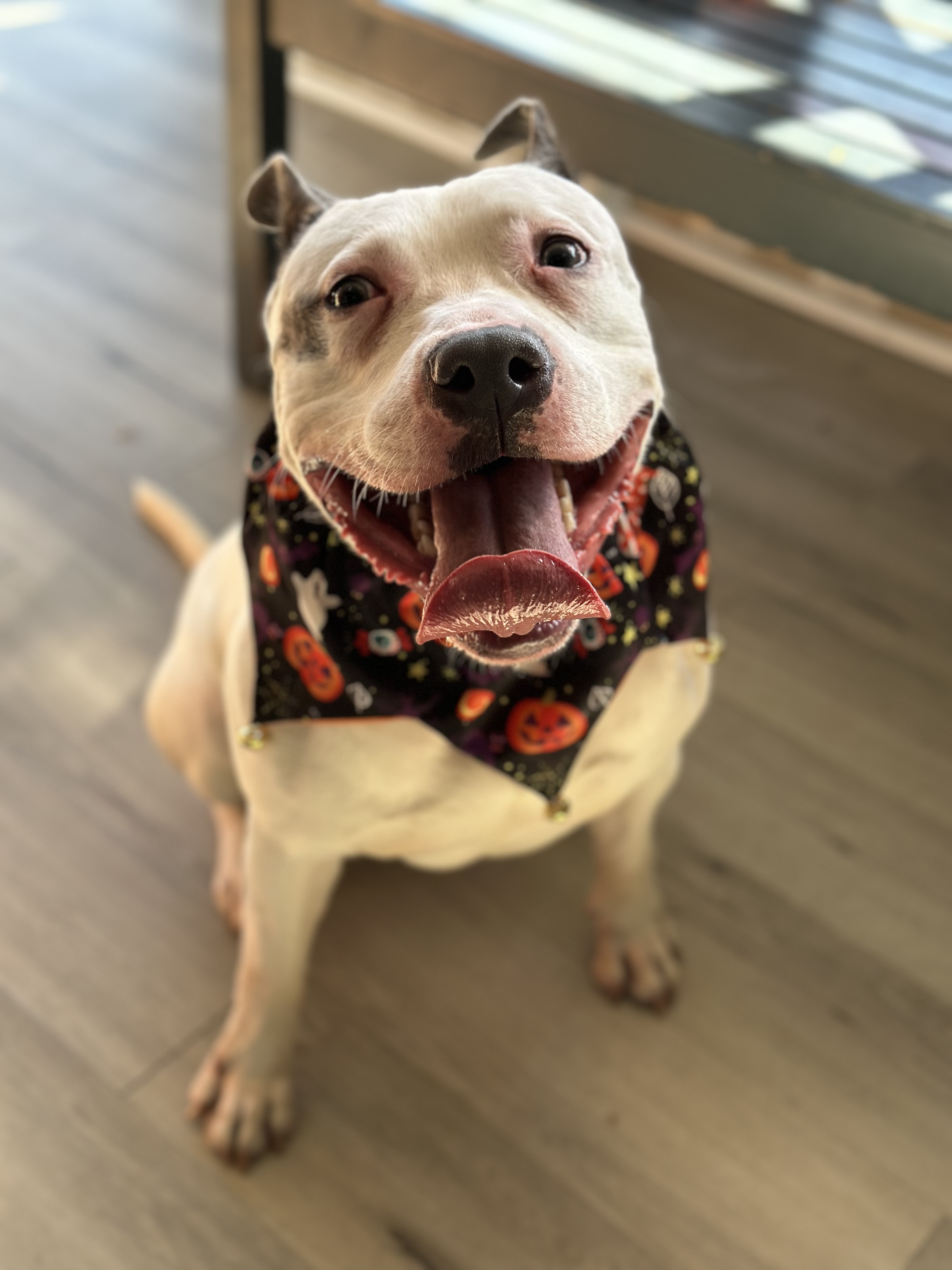 Snoopy, Adoptable, Young Male American Bully.