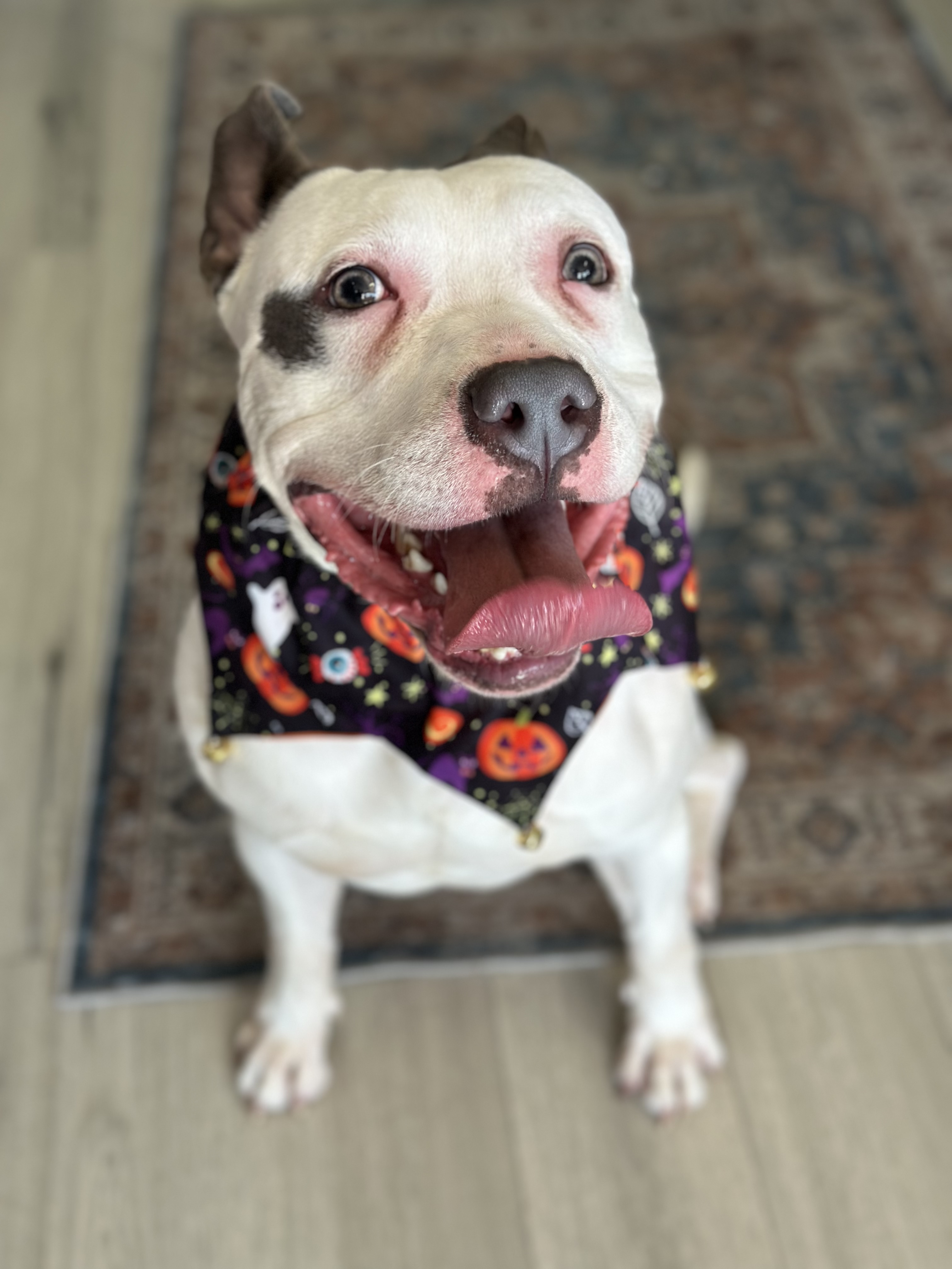 Snoopy, a Adoptable mixed breed in Palisades Park, NJ image 4/6