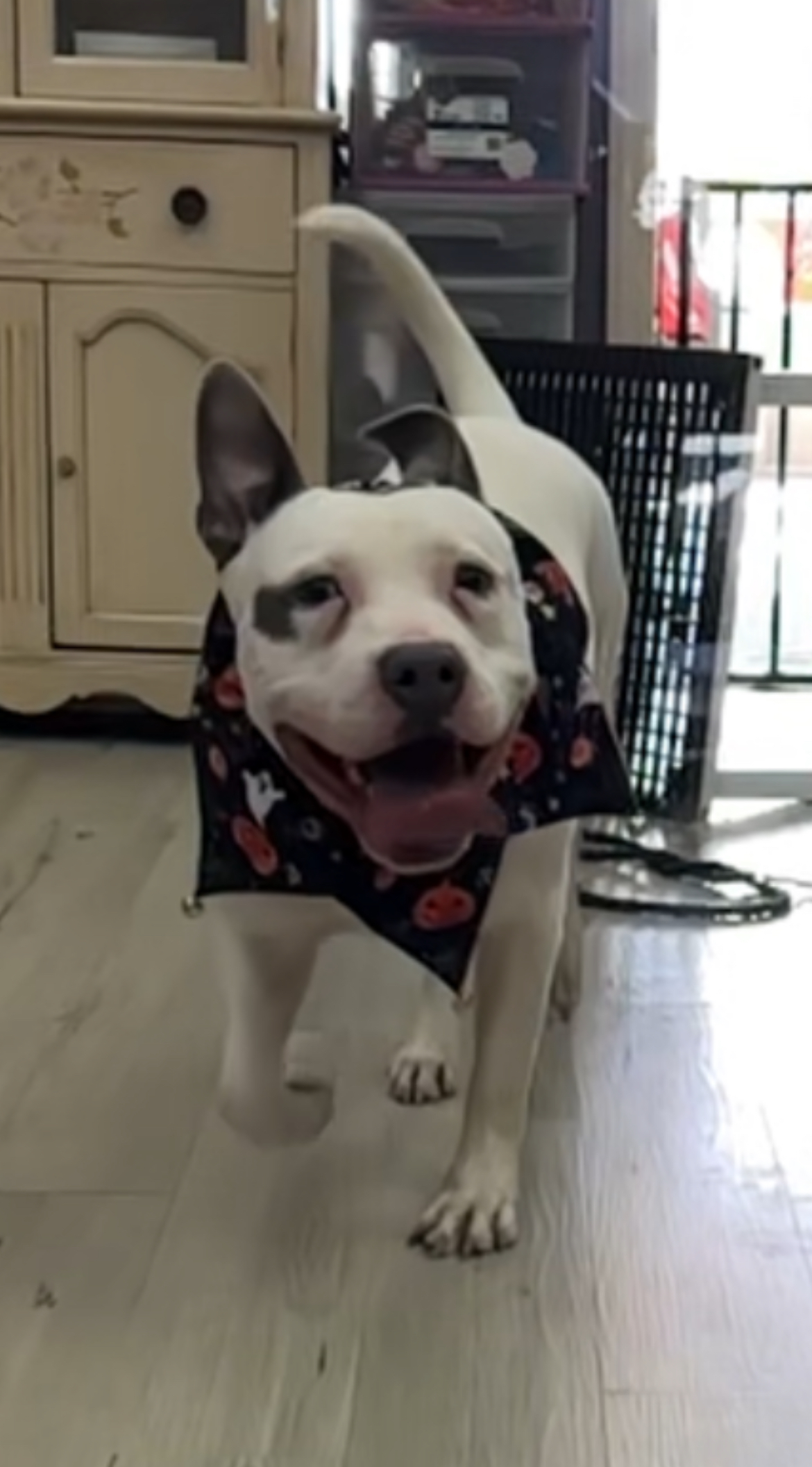 Snoopy, a Adoptable mixed breed in Palisades Park, NJ image 5/6