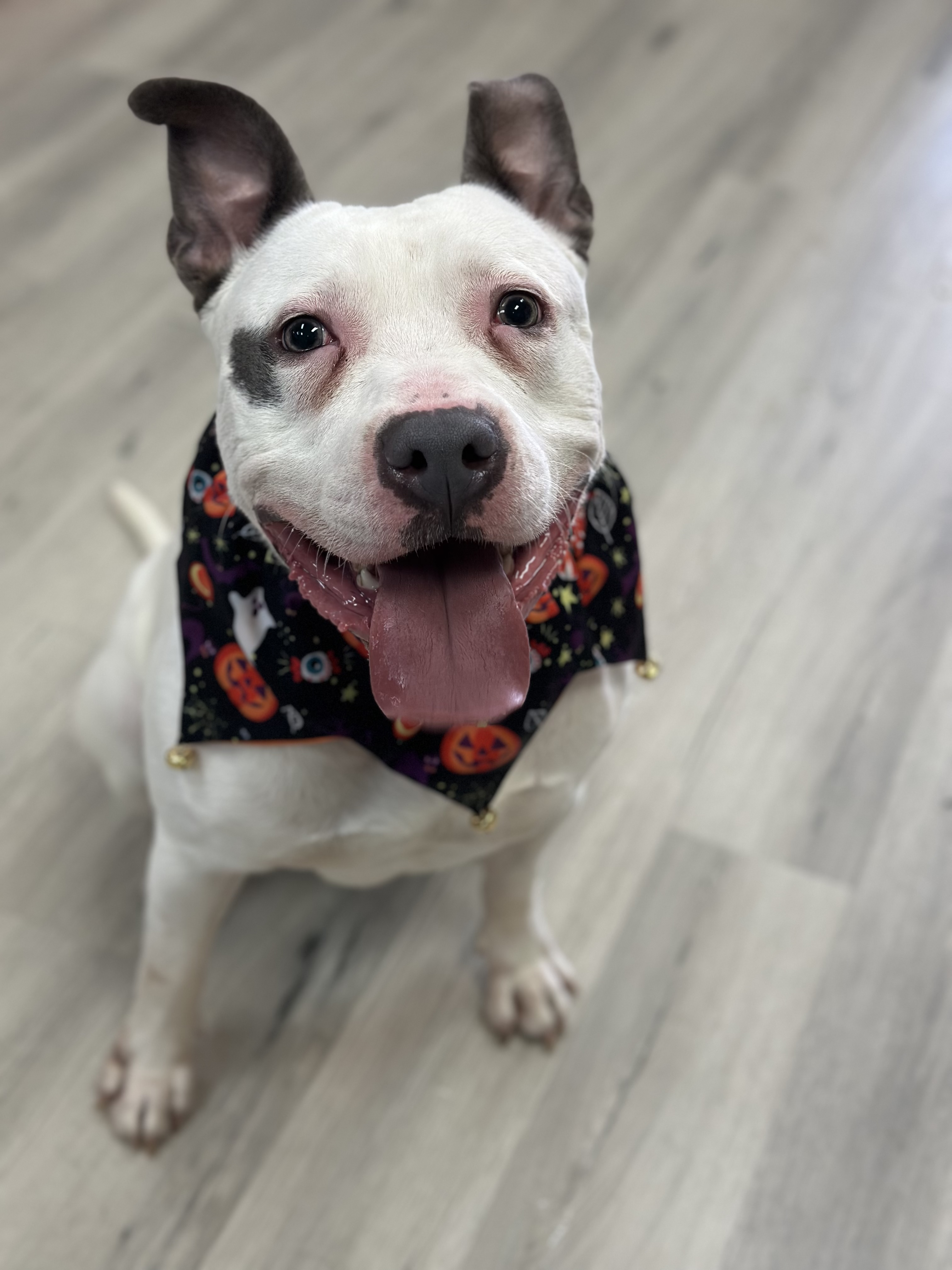 Snoopy, a Adoptable mixed breed in Palisades Park, NJ image 6/6