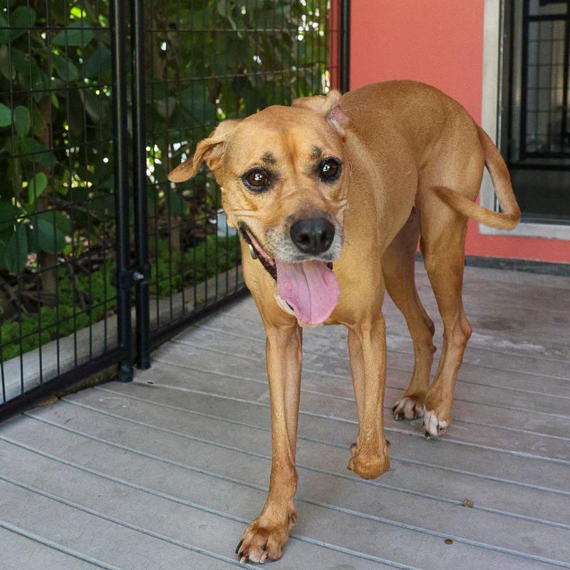 Kassandra, Adoptable, Senior Female Hound & Mixed Breed.
