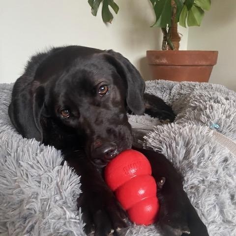 Tootsie, Adoptable, Young Female Labrador Retriever.