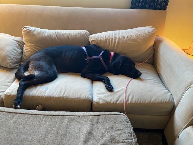 Enlarge Tootsie, a Adoptable Labrador Retriever in Indianapolis, IN image 2/6