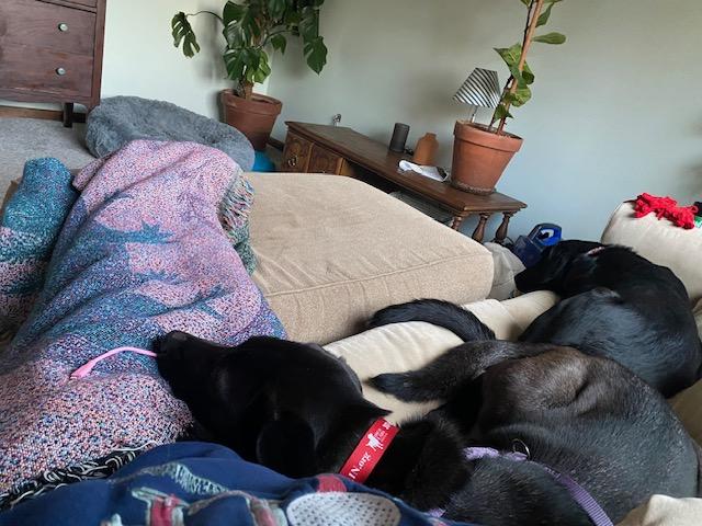 Enlarge Tootsie, a Adoptable Labrador Retriever in Indianapolis, IN image 3/6