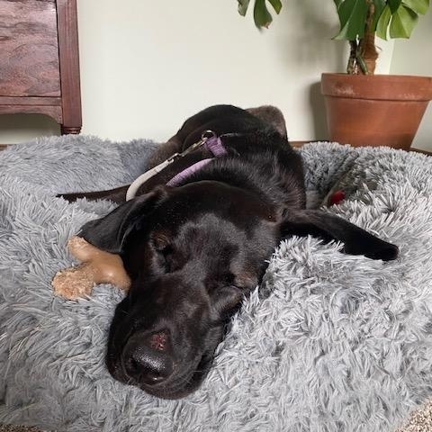 Enlarge Tootsie, a Adoptable Labrador Retriever in Indianapolis, IN image 6/6