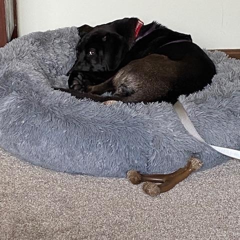 Enlarge Tootsie, a Adoptable Labrador Retriever in Indianapolis, IN image 5/6
