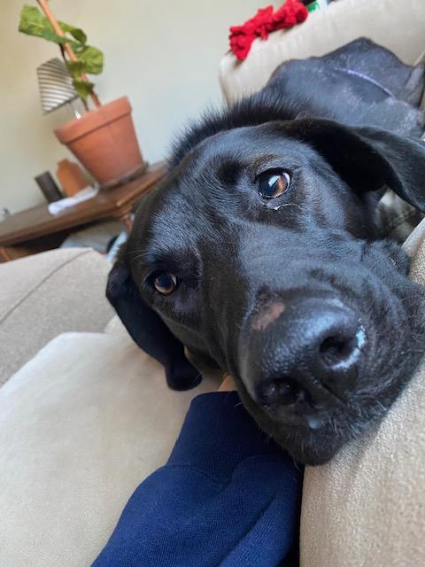 Enlarge Tootsie, a Adoptable Labrador Retriever in Indianapolis, IN image 4/6