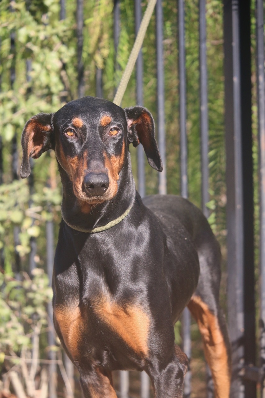 Waldo, Adoptable, Adult Male Doberman Pinscher.