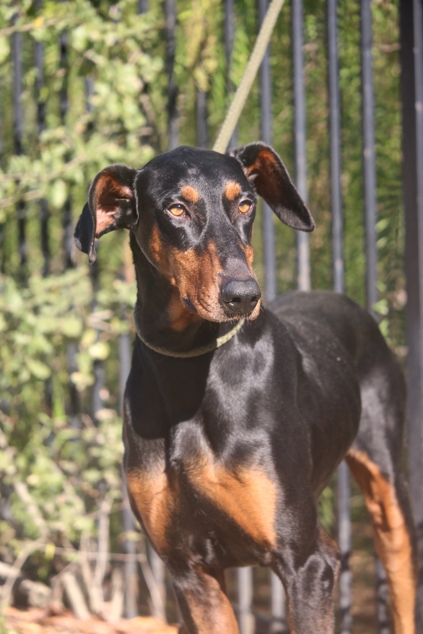 Enlarge Waldo, a Adoptable Doberman Pinscher in Fillmore, CA image 2/12