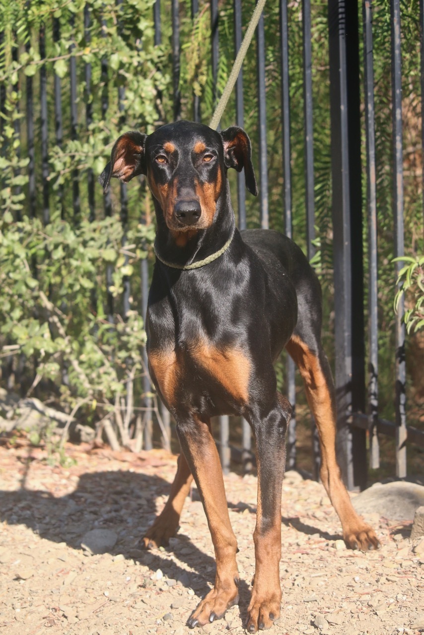 Enlarge Waldo, a Adoptable Doberman Pinscher in Fillmore, CA image 3/12