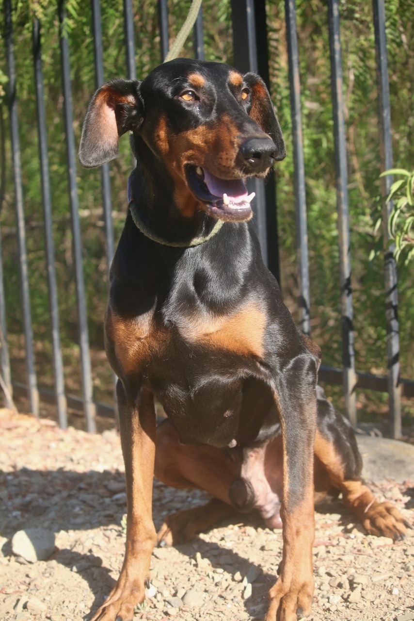 Enlarge Waldo, a Adoptable Doberman Pinscher in Fillmore, CA image 5/12