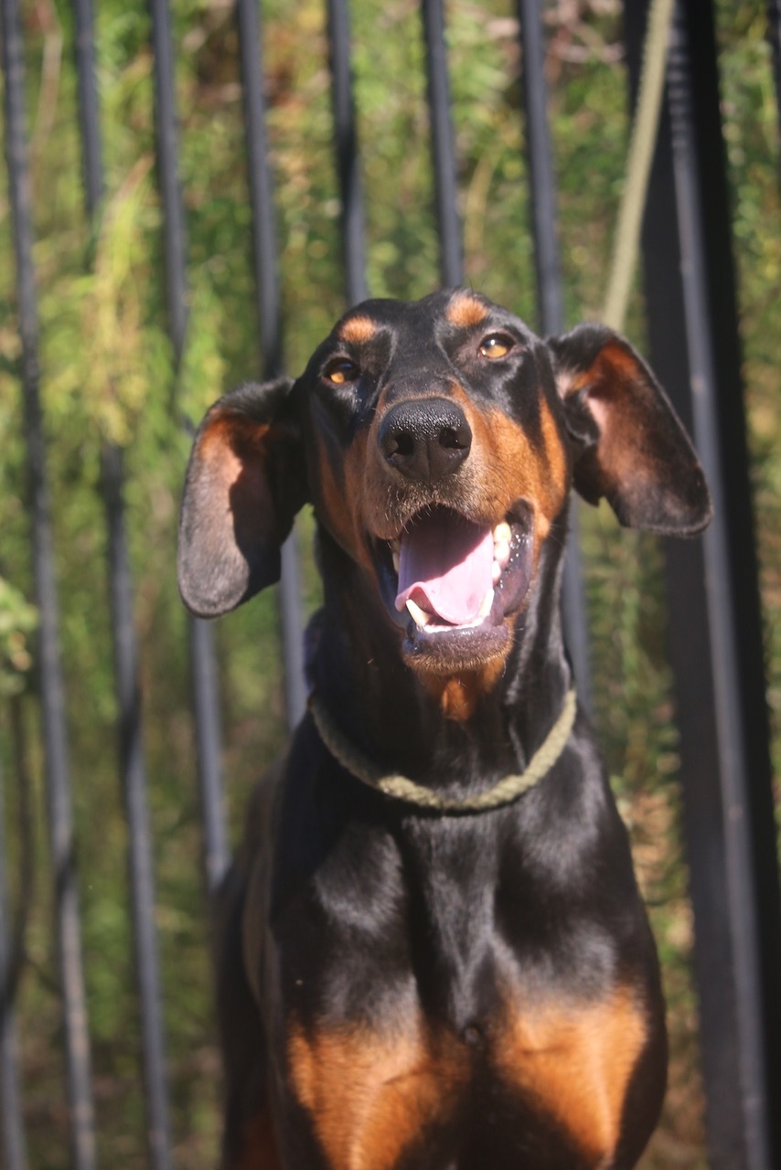 Enlarge Waldo, a Adoptable Doberman Pinscher in Fillmore, CA image 6/12